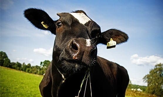 Mooving with the times